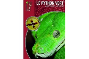 Le Python vert - Morelia viridis Guide Reptilmag